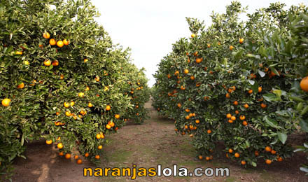 Cultivo de Naranjas Naturales Cultivo de Naranjas Naturales