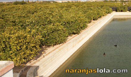 Naranjas naturales Naranjas naturales
