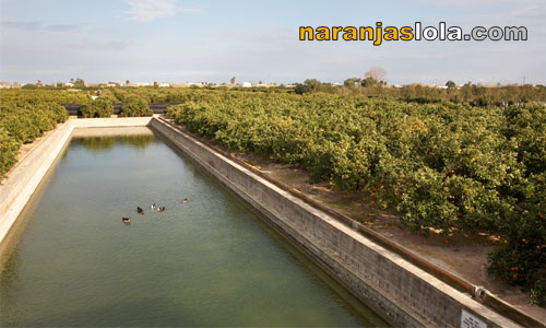 Imágenes de cultivos de naranjos Imágenes de cultivos de naranjos
